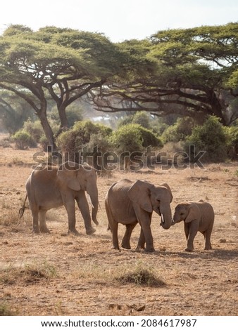 African Bush Elephants - small baby elephant walking with his mother in savannah in Amboseli National Park, Kenya Royalty-Free Stock Photo #2084617987