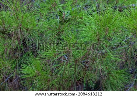 Background picture of pine branches with green needles before the new year.