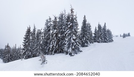 Frozen snow-covered fir forest after snowfall and gray sky in haze at winter day. Carpathian Mountains, Ukraine