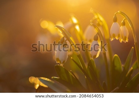 Spring snowflake (Leucojum vernum) blooming under the warm sunrays, with beautiful forest background and soft focus highlights.