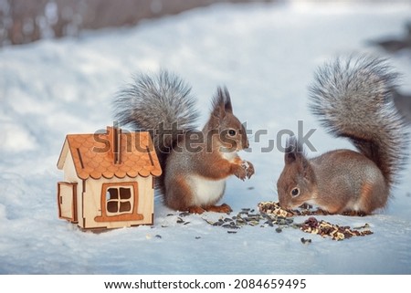 family of red wild squirrels eating nuts and seeds from a feeder on the snow in the park in winter, wild animals