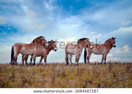 Przewalski's Horse with magical evening sky, nature habitat in Mongolia. Horse in stepee grass. Wildlife Mongolia. Equus ferus przewalskii. Hustai National Park with rare wild horses. Nature in Asia. Royalty-Free Stock Photo #2084687287
