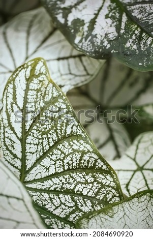 Top view of Caladium bicolor leaves,exotic houseplant with white and green color.Macro photography.