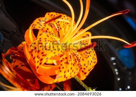 Tiger lily. a tall lily that has orange flowers spotted with black or purple. Roots were a food source for Native Americans, and flowers were nectar for hummingbirds and larger insects.