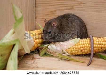 a brown rat (rattus norvegicus) in a pantry between corn on the cob Royalty-Free Stock Photo #2084693656