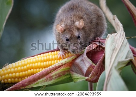 one brown rat (rattus norvegicus) sits on a corn plant in a cornfield Royalty-Free Stock Photo #2084693959