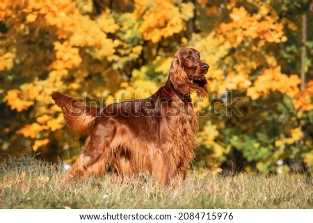 Magnificent Irish red setter on the background beautiful yellow, orange leaves Autumn on a Sunny day. Exhibition stand dogs. Royalty-Free Stock Photo #2084715976
