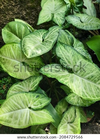 Keladi Putih in Indonesia or White Caladium is a genus of flowering plants in the family Araceae. They are often known by elephant ear, heart of Jesus, and angel wings. 