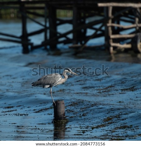 Grey Heron (Ardea cinerea) resting on a pole, in Danube Delta, Romania 