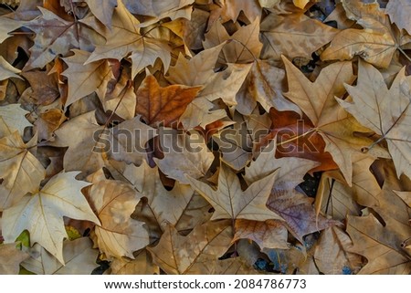 Beautiful Autumn Background from Leaves