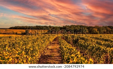 Beautiful sunset over a vineyard in rural France on Loire Valley.