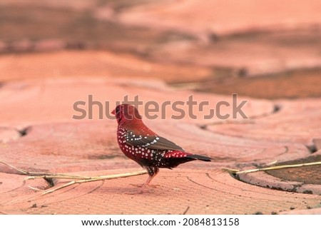 The Red Avadavat or strawberry finch, is a sparrow-sized bird