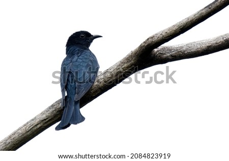 A black bird on the branch  in a clear day.