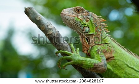 lizard, animal, green lizard with blur background
