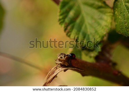 A picture of ladybug on the twig with leaves