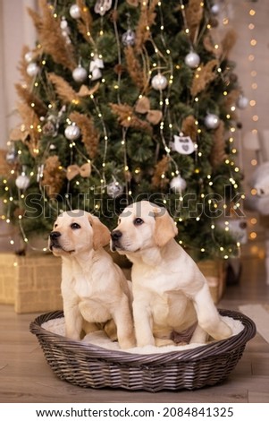 cute labrador puppy in christmas decoration Royalty-Free Stock Photo #2084841325