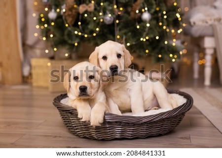 cute labrador puppy in christmas decoration Royalty-Free Stock Photo #2084841331