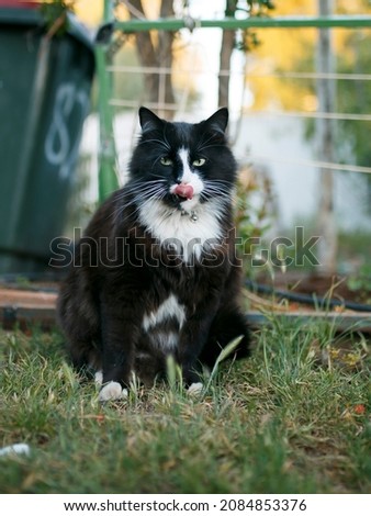 Beautiful fluffy black and white cat outdoors in the backyard 