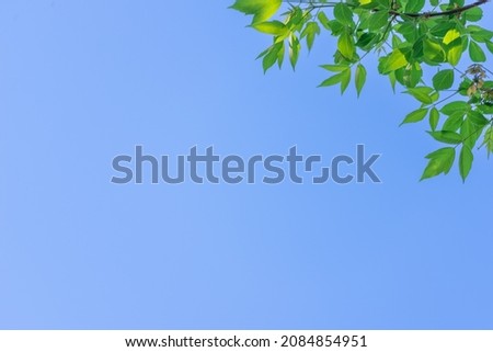 Green young leaves on tree branches, blue sky and free space for writing text.