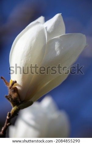 White flower of Yulan magnolia