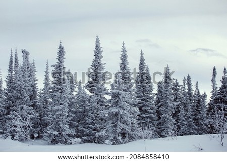 Winter natural landscape in a coniferous snowy forest. White, fluffy snow-covered fir trees, majestic peace. Pristine wild beauty. Christmas fairy postcard, wallpaper on a desktop.