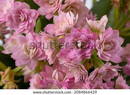Kalanchoe pink close-up on a white background. Soft focus Royalty-Free Stock Photo #2084866429