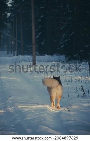 Big fluffy dog walking in the forest. Alaskan Malamute young female on a wintery road to the woodland. Selective focus on the animal, blurred background.