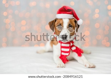 Happy Jack russell terrier puppy wearing santa hat,warm scarf and eyeglasses lies on festive background