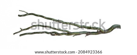 crooked green branches isolated on white background