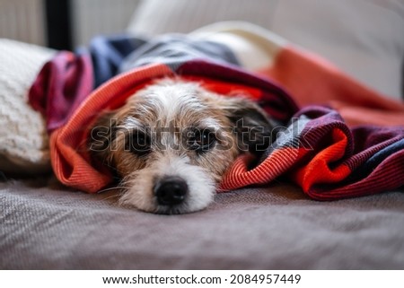 A small Jack Russel dog lies wrapped in a brightly colored blanket on a couch. Looking at the camera.  Royalty-Free Stock Photo #2084957449