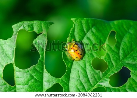 Big ladybug with black spots walking on the leaf
