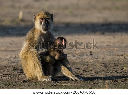 Yellow baboon female sitting with her Baby in Liwonde national park,Malawi