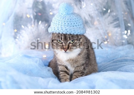 Cute little gray kitten in a blue hat on a gentle blue Christmas tree background. Happy New Year. Cat close up. Beautiful Cat with green eyes posing on a background of Christmas lights. Winter Holiday