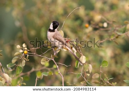 The white-eared bulbul or white-cheeked bulbul, is a member of the bulbul family. Royalty-Free Stock Photo #2084983114