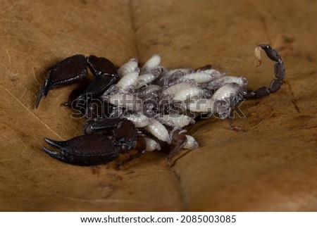 female Chaerilus Celebensis scorpion carrying her new cub on her back, Chaerilus Celebensis scorpion, a scorpion holding a baby on dry leaves
