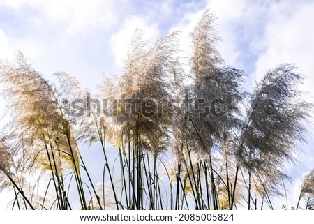 One of the most beautiful plants mother nature has to offer, Pampas Grass so fluffy and pleasing to the eye.
