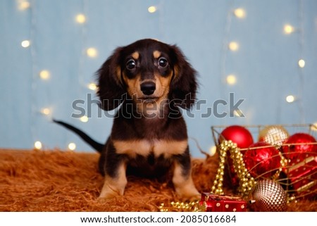 A long-haired dachshund puppy on a blue background with garland lights and Christmas decorations.
