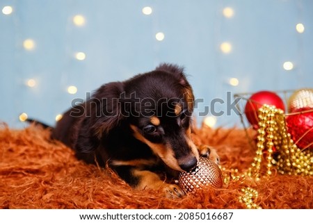 A long-haired dachshund puppy on a blue background with garland lights and Christmas decorations.