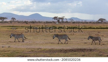 Three zebras walking in savannah, in the background of hills and trees. Amboseli national park, Kenya