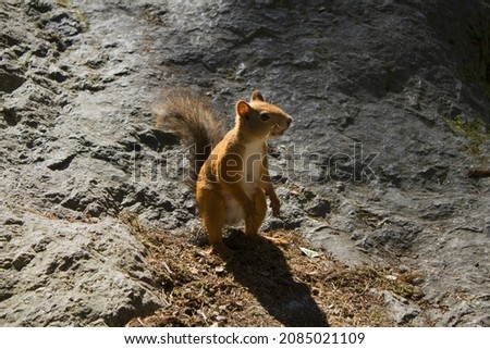 A bold beautiful squirrel.  animal photo