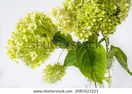 Bouquet of green hydrangeas close up on a white background