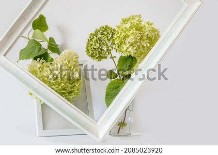 
Interior photo. frames and green flowers of hydrangea on a white background.