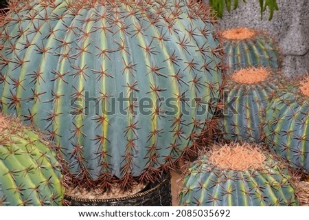 Decorative cacti for interior decoration