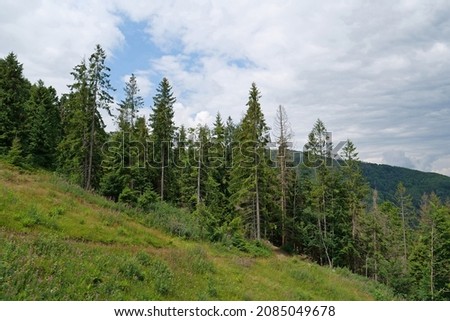 Wood in Carpathian Mountains in Ukraine, fir trees at Polonina Borzhava mountain range Royalty-Free Stock Photo #2085049678