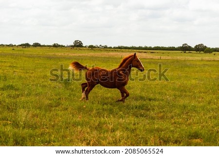Young horse running and galloping in a field. Royalty-Free Stock Photo #2085065524