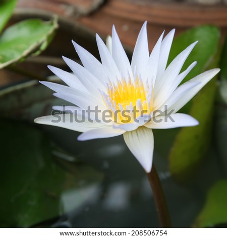 White  lotus flower