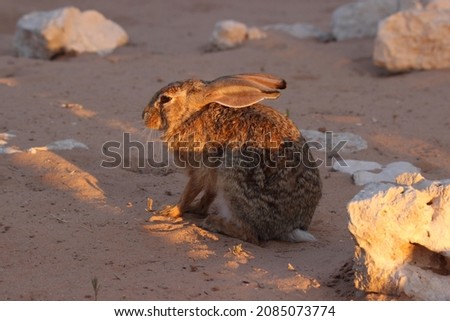 Cape hare in the Kgalagadi