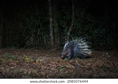 Malayan porcupine(Hystrix brachyura) in forest, Thailand, photographed by camera trap.
