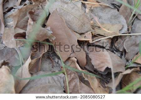 Beautiful dry leaves in garden,selective focus on subject,selective focus on foreground