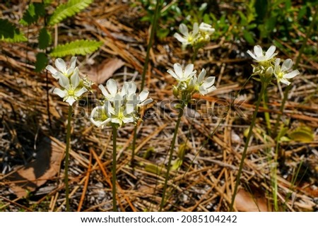 White flowers of the Venus Flytrap, Dionaea muscipula, North Carolina, USA